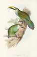 Ramphastidae-heimän tai toukaneiden perheen monografia Pl29 - John Gould — näkymä teoksesta