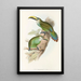 Ramphastidae-heimän tai toukaneiden perheen monografia Pl29 - John Gould — kehystetty taideteos seinällä