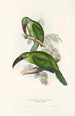 Ramphastidae-heimän tai toukaneiden perheen monografia Pl31 - John Gould — näkymä teoksesta