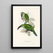 Ramphastidae-heimän tai toukaneiden perheen monografia Pl31 - John Gould — kehystetty taideteos seinällä