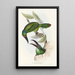 Ramphastidae-heimän tai toukaneiden perheen monografia Pl32 - John Gould — kehystetty taideteos seinällä