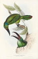 Ramphastidae-heimän tai toukaneiden perheen monografia Pl32 - John Gould — näkymä teoksesta