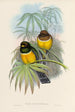 Trogonidae-heimän tai trogonien perheen monografia Pl06 - John Gould — näkymä teoksesta