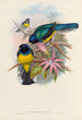 Trogonidien perheen monografia Pl08 - John Gould — näkymä teoksesta