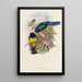 Trogonidien perheen monografia Pl08 - John Gould — kehystetty taideteos seinällä