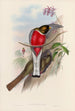 Trogonidien perheen monografia Pl11 - John Gould — näkymä teoksesta