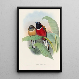 John Gould - A monograph of the Trogonidae or family of trogons Pl23.webp