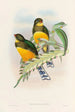 Trogonidien perheen monografia Pl25 - John Gould — näkymä teoksesta