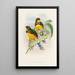 Trogonidien perheen monografia Pl25 - John Gould — kehystetty taideteos seinällä