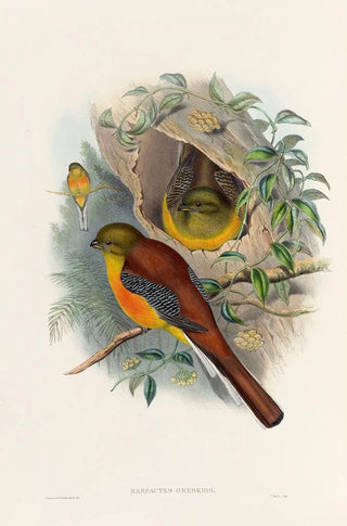 John Gould - A monograph of the Trogonidae or family of trogons Pl26.webp