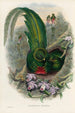 Trogonidien perheen monografia Pl27 - John Gould — näkymä teoksesta