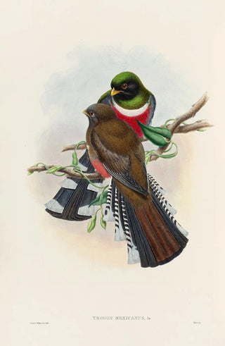 John Gould - A monograph of the Trogonidae or family of trogons Pl28.webp