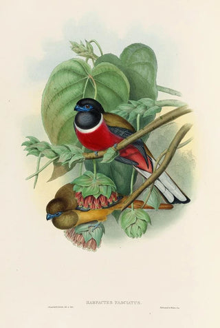 John Gould - A monograph of the Trogonidae or family of trogons Pl35.webp