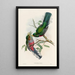 Trogonidae:n monografia tai trogonien perhe Pl36 - John Gould — kehystetty taideteos seinällä