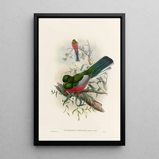 John Gould - A monograph of the Trogonidae or family of trogons Pl37.webp