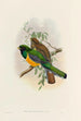 Trogonidae:n monografia tai trogonien perhe Pl40 - John Gould — näkymä teoksesta