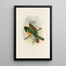 Trogonidae:n monografia tai trogonien perhe Pl40 - John Gould — kehystetty taideteos seinällä