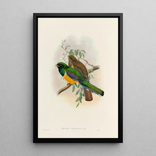 John Gould - A monograph of the Trogonidae or family of trogons Pl40.webp