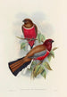 Trogonidae:n monografia tai trogonien perhe Pl47 - John Gould — näkymä teoksesta