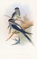 Hémiprocné barbu - John Gould — näkymä teoksesta