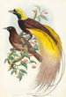 Oiseau de paradis Paradisea apoda - John Gould — näkymä teoksesta