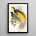 Oiseau de paradis Paradisea apoda - John Gould — kehystetty taideteos seinällä