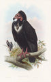 Vautour noir - John Gould — näkymä teoksesta