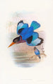 Martin-pêcheur bleu et blanc - John Gould — näkymä teoksesta