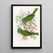 Nyctiornis à gorge bleue - John Gould — kehystetty taideteos seinällä