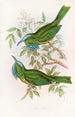 Nyctiornis à gorge bleue - John Gould — näkymä teoksesta