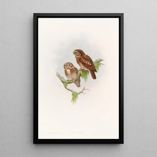 John Gould - Brodies Owlet.webp