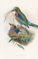 Rollier birman - John Gould — näkymä teoksesta