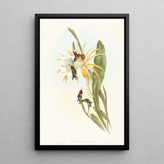 John Gould - Calothorax heliodori.webp