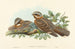 Engoulevent à collier roux - John Gould — näkymä teoksesta
