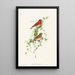Carpodacus erythrinus - John Gould — kehystetty taideteos seinällä