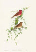 Carpodacus erythrinus - John Gould — näkymä teoksesta