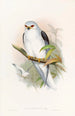Elanus célèbe - John Gould — näkymä teoksesta