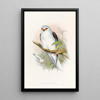 John Gould - Celebean Elanus.webp