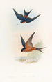 Hirondelle mosquée de Ceylan - John Gould — näkymä teoksesta