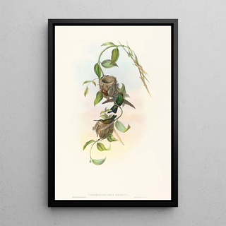 John Gould - Chlorostilbona prasina.webp