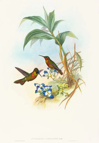 John Gould - Clytolaema aurescens.webp