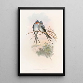 John Gould - Crested TreeSwift.webp