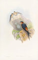 Hirondelle mosquée daurienne - John Gould — näkymä teoksesta
