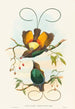Diphyllodes chrysoptera - John Gould — näkymä teoksesta