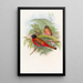 Trogon de Duvaucel - John Gould — kehystetty taideteos seinällä
