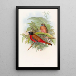 John Gould - Duvaucels Trogon.webp