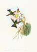 Eriocnemis vestitus - John Gould — näkymä teoksesta