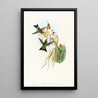 John Gould - Eriocnemis vestitus.webp