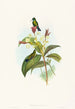 Eucephala caerulea - John Gould — näkymä teoksesta