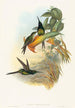 Eugénie impératrice - John Gould — näkymä teoksesta